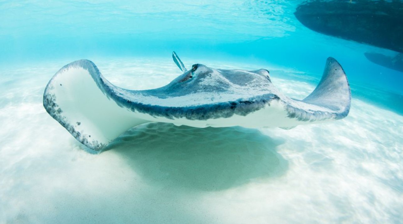 Aquarium's 'Shark-Infused' Stingray Sparks Science Mystery